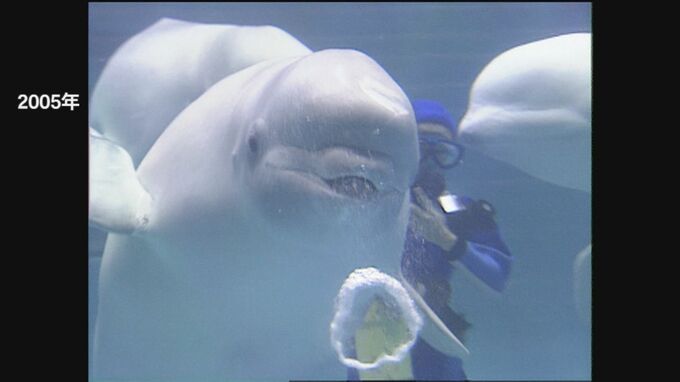 「しあわせだったよありがとう」　バブルリングのシロイルカ「アーリャ」の献花台に 全国から追悼のメッセージ　|　BSSニュース | BSS山陰放送