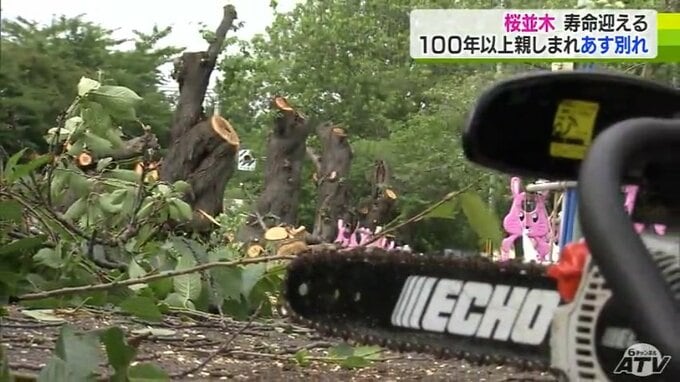 100年以上親しまれた桜並木の伐採進む…全国で直面する課題“ソメイヨシノ”寿命は70～80年・老いた幹の空洞化と腐敗により倒木の危険性　|　青森のニュース│ATV NEWS│青森テレビ
