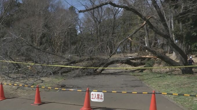 倒木相次ぐ砧公園で緊急点検　初日のきのう「倒木のおそれ8本」　診断結果の検証や確認経て順次伐採など検討へ|TBS NEWS DIG