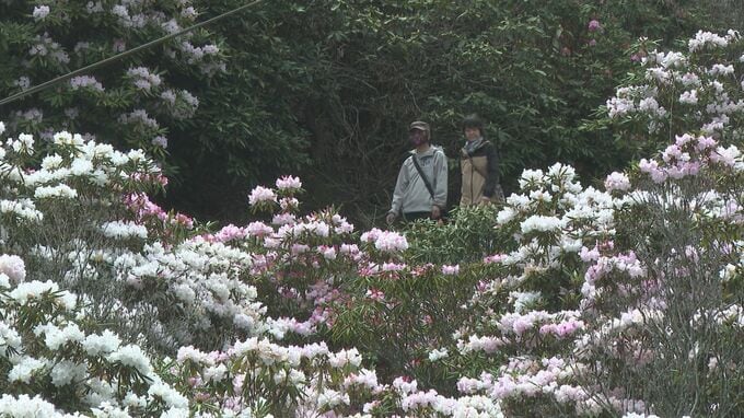 40年以上手入れを続け今では2万5000人が訪れる観光スポットに　シャクナゲ見頃　山口・長門　|　山口のニュース・天気・防災｜tys NEWS｜ｔｙｓテレビ山口