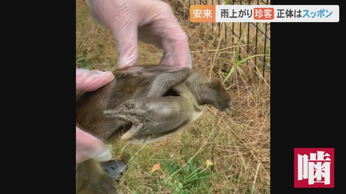 会社の敷地内で…大きな「スッポン」発見　伸ばした首を左右に振り、必死に噛みつこうと…|TBS NEWS DIG