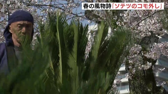 緑とサクラの共演　広島市の縮景園で春の風物詩「ソテツのコモ外し」間もなく満開を迎えるサクラに囲まれソテツは青々とした葉を大きく広げ|TBS NEWS DIG
