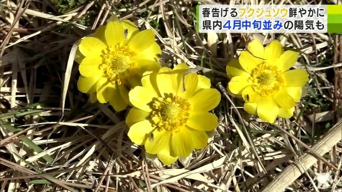“春を告げる”フクジュソウ黄色に輝く　柔らかい日差し降り注ぎ陽気に包まれた青森県は「3月下旬～4月中旬並み」の気温に　春本番もすぐそこ　|　青森のニュース│ATV NEWS│青森テレビ
