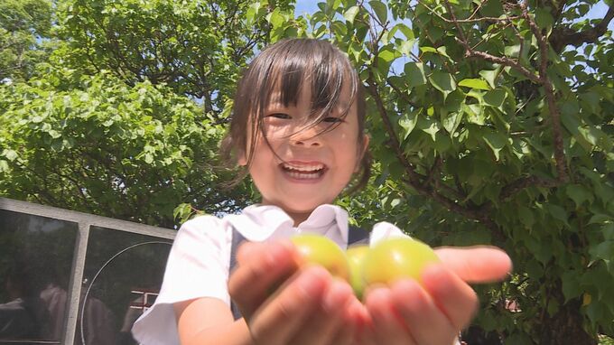 初夏の風物詩「梅ちぎり」　園児が梅の実を収穫　山口・防府|TBS NEWS DIG