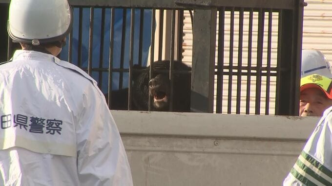 作業小屋に丸1日近く・・・親子とみられる3頭のクマを捕獲　仕掛けたおりに入る　秋田・美郷町|TBS NEWS DIG