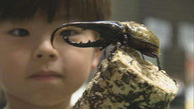 「昆虫最強王図鑑展」　入場者１万人突破　生きた昆虫とのふれあいや巨大昆虫オブジェの展示など人気　|　BSSニュース | BSS山陰放送