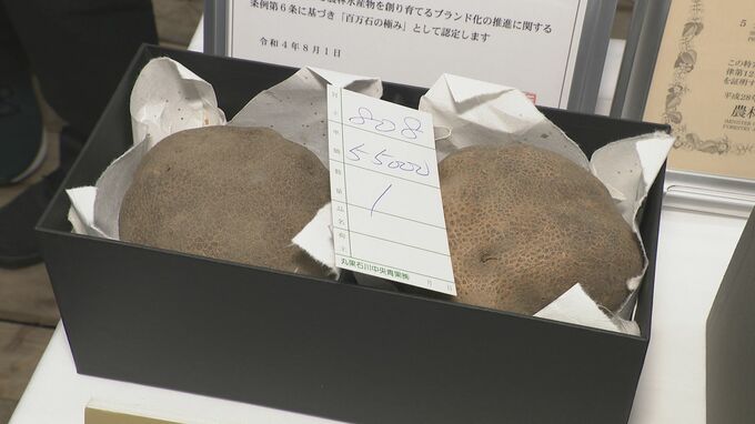強い粘り気が特徴「加賀丸いも」初競り 最高級プレミアムに5万5000円 6年連続最高値更新|TBS NEWS DIG