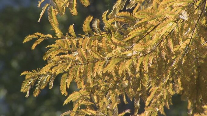メタセコイアの並木が黄色く色づき　赤茶色へと表情を変える　身延町・富士川クラフトパーク|TBS NEWS DIG