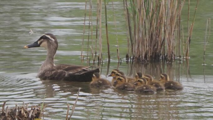 ヒナが親鳥追い越して泳ぎ回り…水鳥公園で「カルガモ親子」今年初確認　鳥取・米子市|TBS NEWS DIG