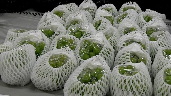 「丹精込めて作った高級ブドウがごっそり」ビニールハウスから栽培中のブドウ約200房を盗んだ疑いで男（42）を逮捕　自宅からは約300房を発見【岡山】|TBS NEWS DIG