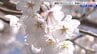 岩手県内各地のサクラの開花状況　奥州市・釜石市では満開　盛岡市は開花宣言まであと少し　|　IBC NEWS | IBC岩手放送