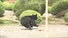 工場や住宅地で次々と…福島市でクマ出没　4人けが　馬場市長「できることを尽くしている」　|　福島のニュース│TUF