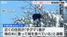 「たいがい冬眠するのかなと思うけど…」スキー場近くの柿の木にクマ　約4時間後に緊急銃猟　新潟・南魚沼市　|　新潟のニュース・天気｜BSN NEWS｜BSN新潟放送