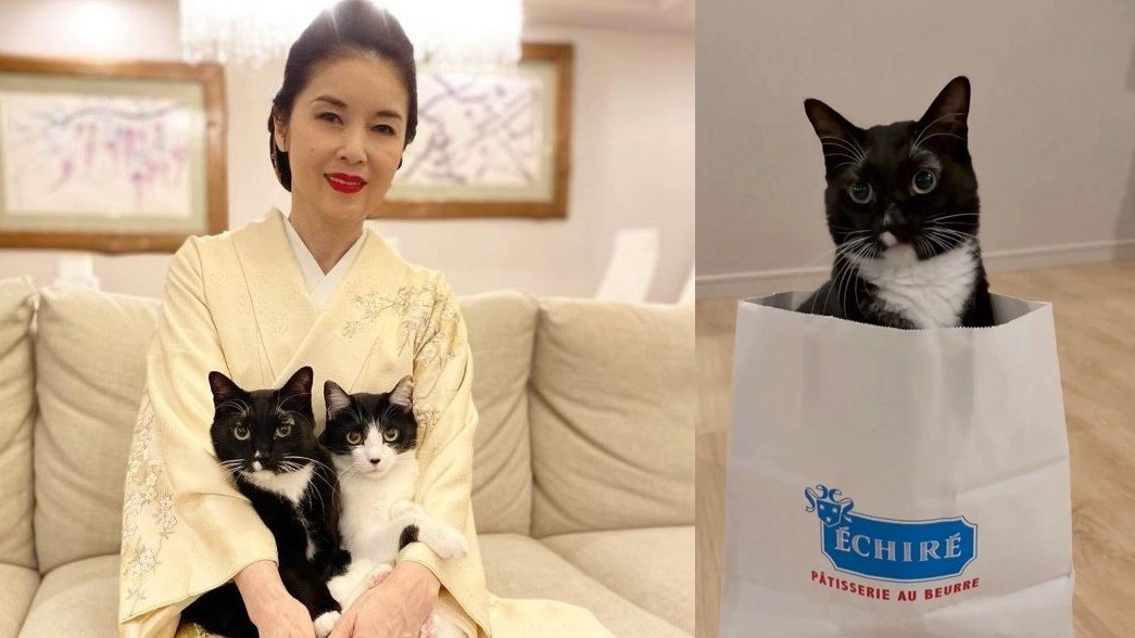 藤あや子 】愛猫・マルが紙袋から出る→入る「一生リピートで見て