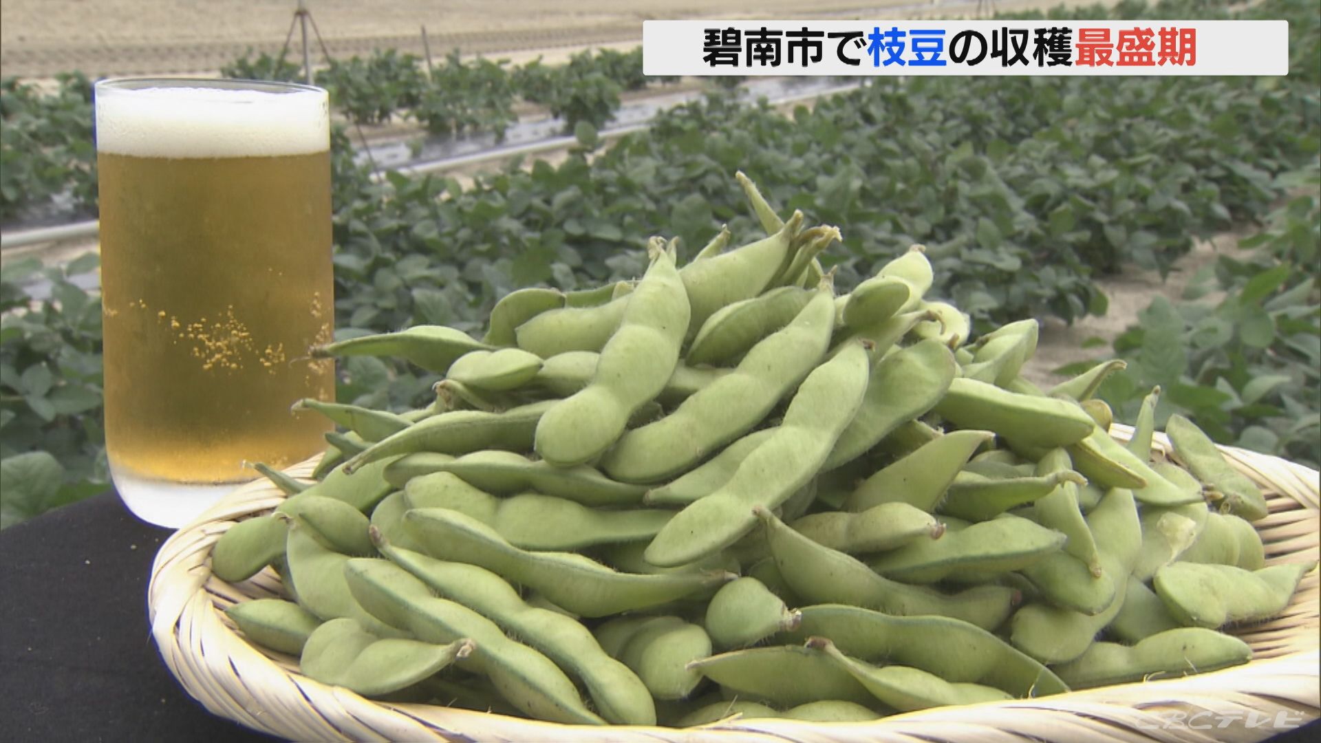 「量は少ないが味は最高」ビールのおつまみ 枝豆の収穫最盛期 愛知・碧南市