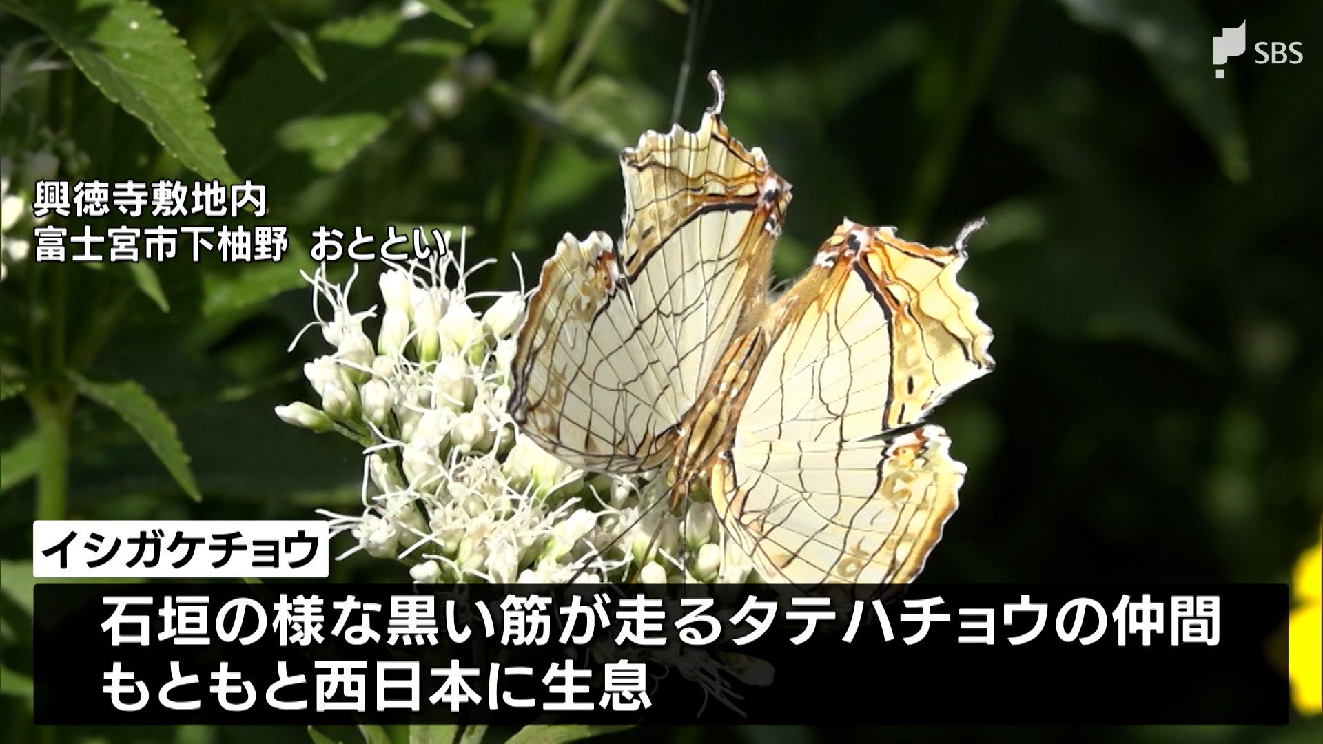 目撃例が少ない県東部で イシガケチョウの貴重な姿を捉える | TBS NEWS DIG