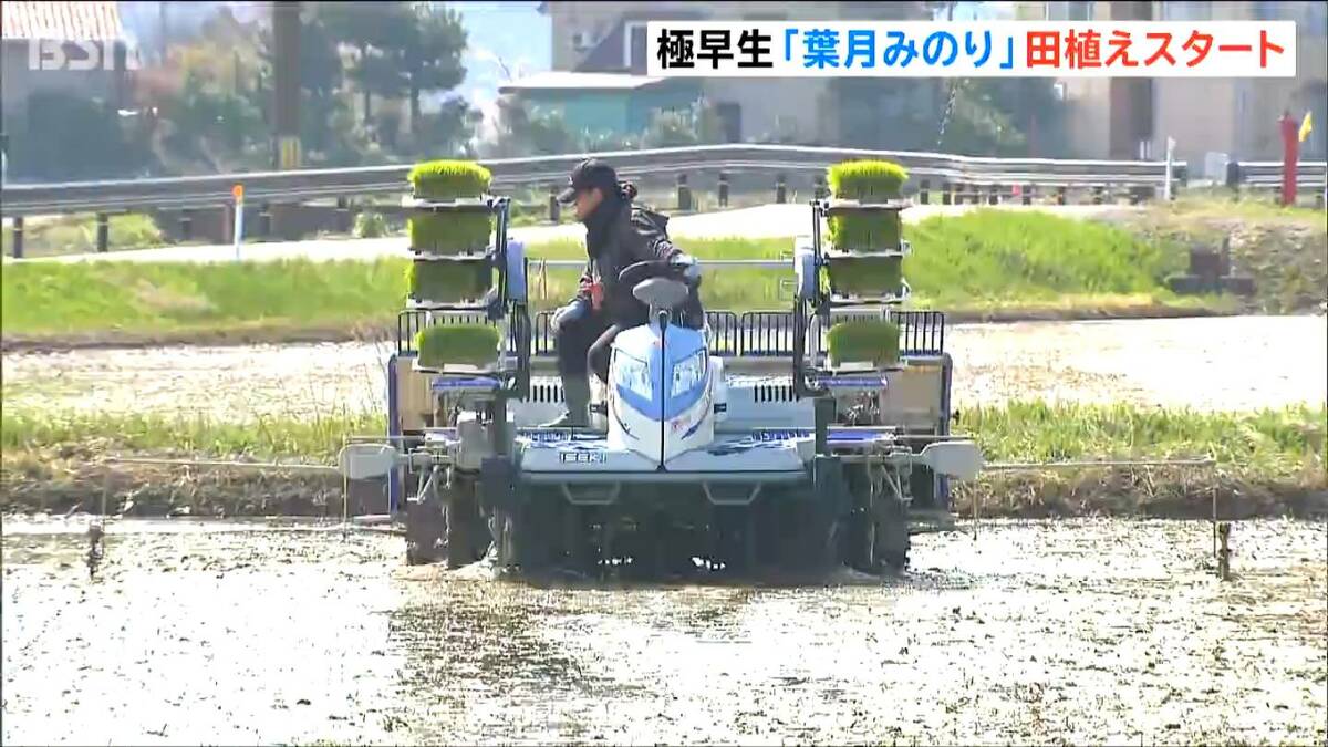 新潟県産米のトップバッター 極早生品種『葉月みのり』田植え始まる