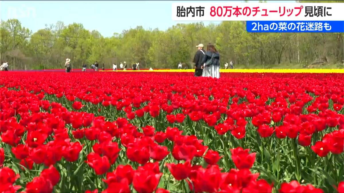 GWも楽しめます！「胎内チューリップフェスティバル」 900品種・80万本