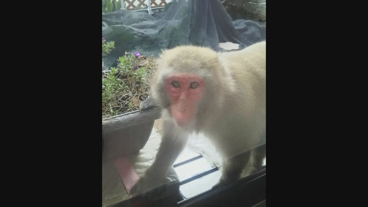 サルです 速報】住民被害が相次いでいた山口県岩国市玖珂町でサル2匹捕まる