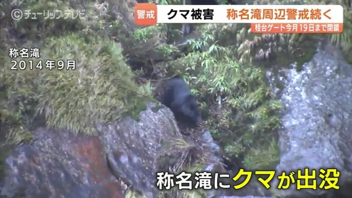 称名滝でクマ被害相次ぐ…遊歩道は19日まで通行止め【過去の出没映像も