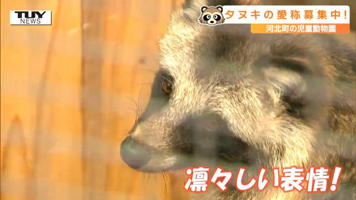 かわいかった」河北町の動物園にオスのホンドタヌキが仲間入り！ 10月