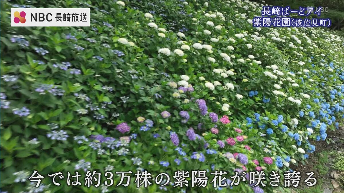 紫陽花の 健康的な成長地植え約1.2メートル・５ 約3万株が咲き誇る「紫陽花の秘境」を空から【ながさきばーどアイ