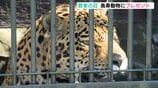 おじいちゃんジャガーとチンパンジーに特別なごちそう　動物たちにも”敬老の日”　　|　高知のニュース・天気｜KUTV NEWS | KUTVテレビ高知