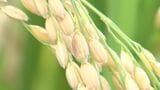 香川県のオリジナル米「おいでまい」 善通寺市で収獲が最盛期 価格は高値傾向続く【香川】 | 岡山・香川のニュース | 天気 | RSK山陽放送