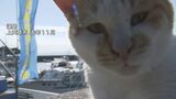 【猫島を守れ】かつて感染症によりネコが半減 癒しあふれる猫島のネコたちを守る取り組みとは | 熊本のニュース|RKK NEWS|RKK熊本放送