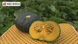 栗のように甘いカボチャ「くり大将」の収穫はじまる【長崎県五島市】 | 長崎のニュース | 天気 | NBC長崎放送