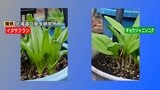 有毒植物「イヌサフラン」を山菜「ギョウジャニンニク」と誤って食べた70代女性死亡…自宅の庭に一緒に植えられる 札幌市保健所が誤食の注意呼びかけ|TBS NEWS DIG