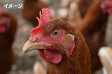 「発生リスクは極めて高い」鳥インフルエンザに備え知事が養鶏場などに2度目の消毒命令 熊本 | 熊本のニュース|RKK NEWS|RKK熊本放送