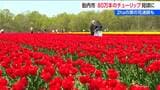 GWも楽しめます！「胎内チューリップフェスティバル」　900品種・80万本見頃　菜の花 巨大迷路も登場　新潟・胎内市　|　新潟のニュース・天気｜BSN NEWS｜BSN新潟放送