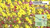 ヒマワリとコスモスが「花の共演」　秋の澄みきった青空の下　|　MRTニュース ｜ ＭＲＴ宮崎放送