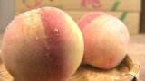 高い糖度が特徴「幻の桃」クリーンピーチが旬入り 例年以上に希少に 大分・豊後大野市 | 大分のニュース|OBS NEWS|大分放送