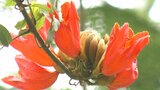 世界三大花木「カエンボク」開花 大分県農林水産研究指導センターで3月中旬にかけて見頃 | 大分のニュース|OBS NEWS|大分放送