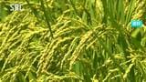 長野県内のコメの収穫量は「去年並み」との見通し「日照時間が長く推移、生産はおおむね良好」と分析 農水省|TBS NEWS DIG