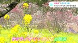 サクラ・ハナモモ・菜の花の競演 ”桃源郷“の西川花公園 今年もにぎわう | 高知のニュース・天気|KUTV NEWS | KUTVテレビ高知