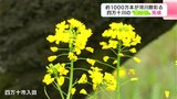 「空気に清涼感があってとっても素敵」約1000万本が河川敷彩る　四万十川の“菜の花”見頃|TBS NEWS DIG