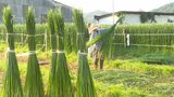 畳表の原料になる七島イの刈り取り 全国で唯一、国東市の6軒が栽培 大分 | 大分のニュース|OBS NEWS|大分放送