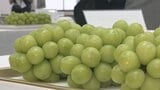 シャインマスカット品評会　今年は玉張りがよく高糖度に仕上がる　あす東京で競売へ　山梨　|　山梨のニュース | ＵＴＹテレビ山梨