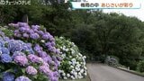 梅雨らしい天気の中、アジサイが見ごろに 富山市の呉羽山　|　富山のニュース｜天気・防災｜チューリップテレビ