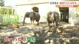 ゾウへのお年玉は「食べられる」門松　|　熊本のニュース｜RKK NEWS｜RKK熊本放送