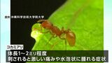 「刺されると非常に激しい痛み」強毒コカミアリが水島港で見つかる 国内で初めての侵入確認【岡山】|TBS NEWS DIG