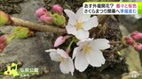 開幕まであと2日！「弘前さくらまつり」に向けて着々と“桜色に色付く”弘前公園　外堀の胴吹桜はほころびはじめる　明日15日に外堀開花になるか！？　青森県弘前市|TBS NEWS DIG