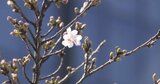 いつ咲くのかな?2025年サクラの開花予想発表 富山は平年より8日早い3月26日 西日本:平年並み 東日本:平年並みか早い 北日本:平年より早い | 富山のニュース|天気・防災|チューリップテレビ