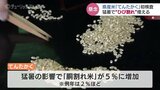 富山米の早生品種「てんたかく」初検査ですべて1等でも…主力「コシヒカリ」は白未熟粒を懸念 富山・砺波|TBS NEWS DIG