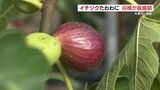 「プチプチ食感が魅力」イチジクの収穫が最盛期 直売所でジャムとしても販売 熊本・天草市 | 熊本のニュース|RKK NEWS|RKK熊本放送
