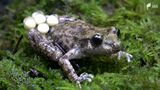 未知の生態「マヨルカサンバガエル」の産卵、国内で初めて成功　特徴はオスの育児参加＝静岡県河津町|TBS NEWS DIG