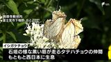 目撃例が少ない県東部で イシガケチョウの貴重な姿を捉える|TBS NEWS DIG
